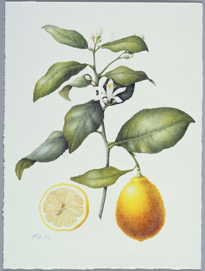 Citrus Limon by Margaret Ann Eden